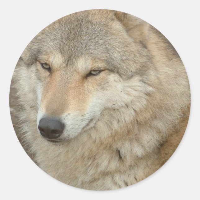 Sticker Wolf (Devant)
