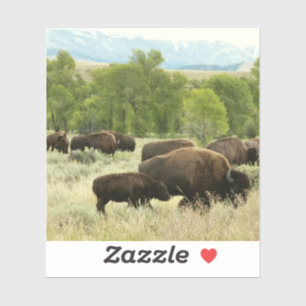 Sticker Wyoming Bison Nature Animal Photographie