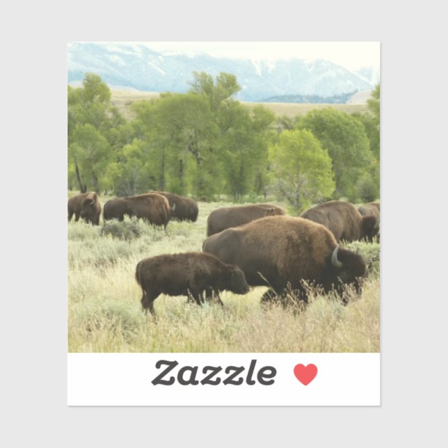 Sticker Wyoming Bison Nature Animal Photographie (Feuille)