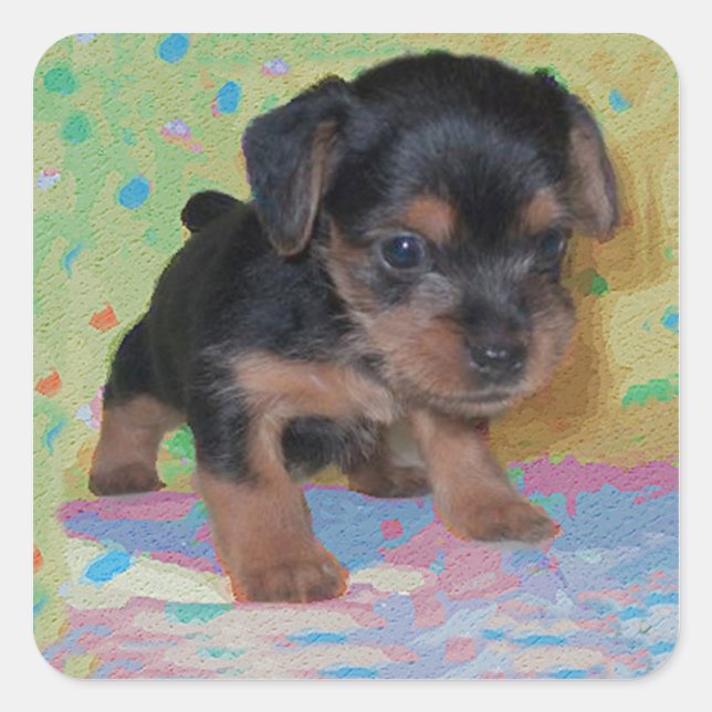 Sticker Yorkie Puppy (Devant)