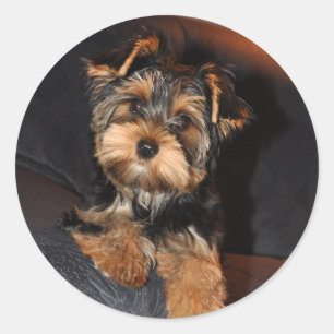 Sticker Yorkshire Terrier