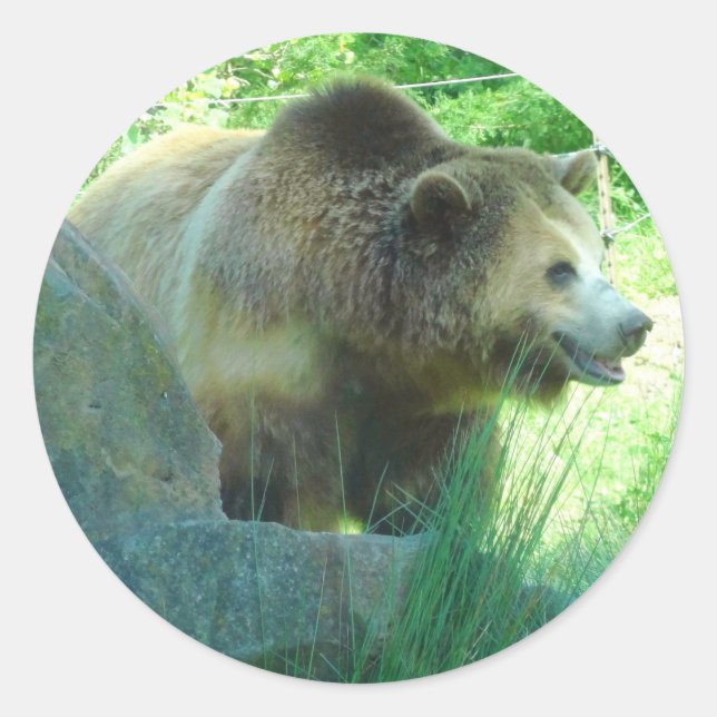 Stickers #3 de l'ours grizzli (Devant)
