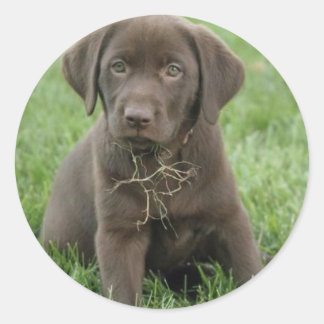 Stickers à chiot Labrador Brown