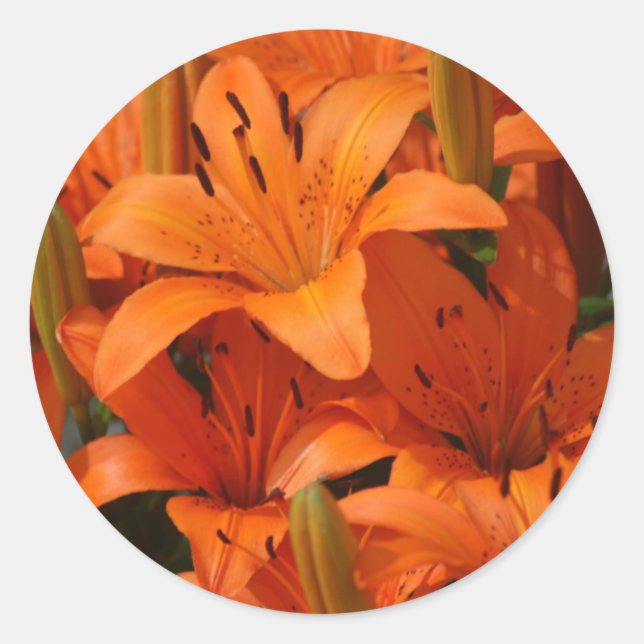 Stickers à enveloppe Lily