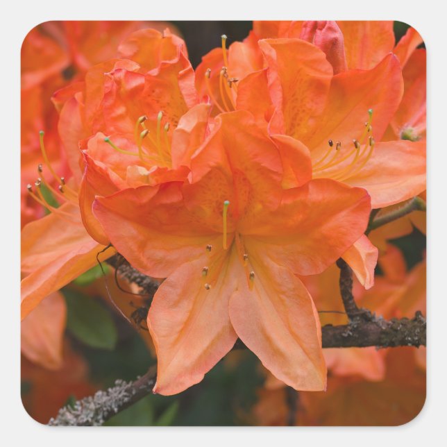 Stickers à fleurs Orange Rhododendron (Devant)
