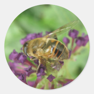 Stickers abeille à miel et fleurs violettes