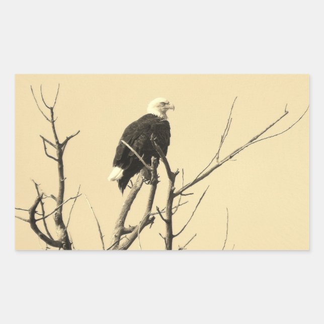 Stickers Aigle sauvage (Devant)