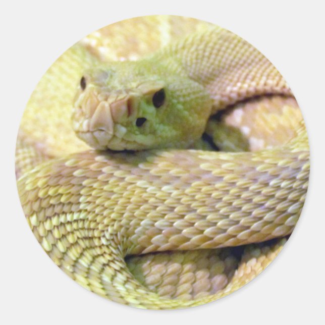Stickers Albino Rattlesnake (Devant)