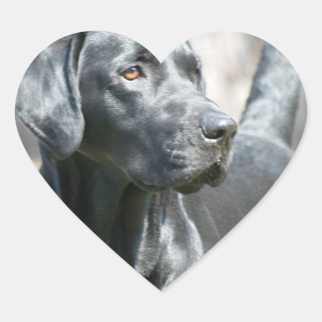 Stickers Alerte Black Lab (Devant)