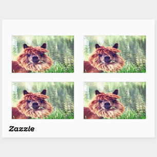 Stickers Alpaca