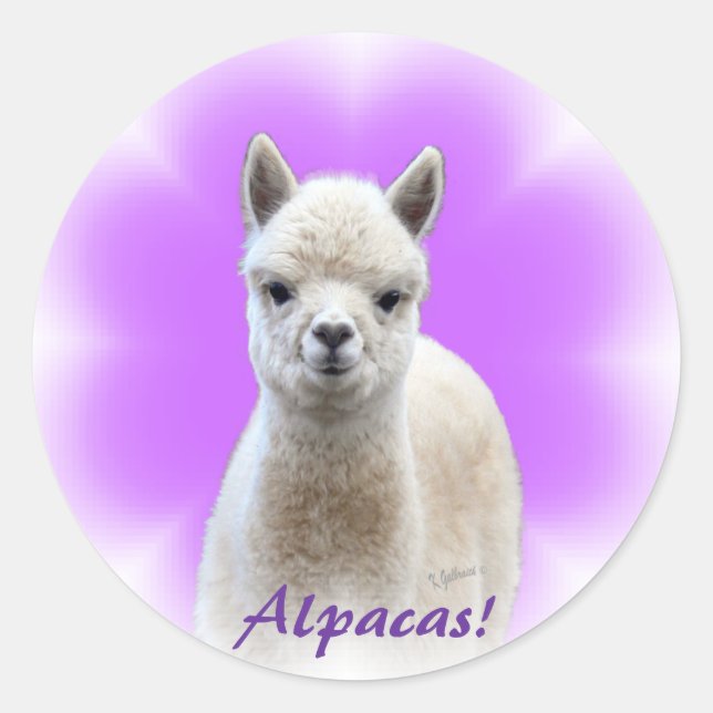 Stickers Alpaca Hope (Devant)