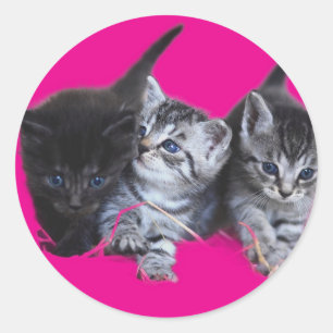Stickers amoureux de les chats