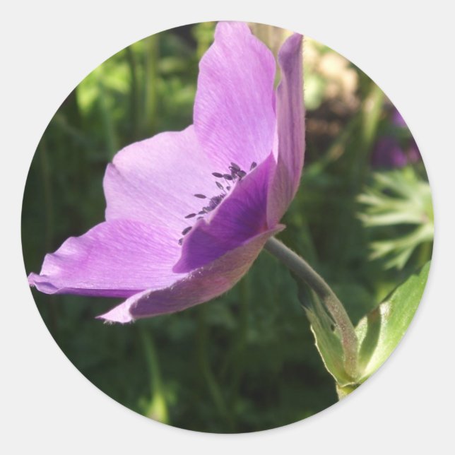 Stickers Anemone (Devant)