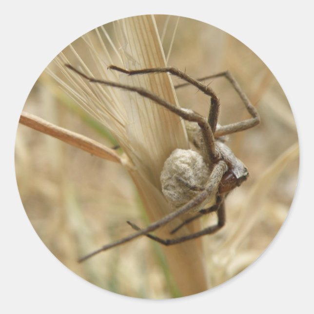 Stickers Araignée et Oeuf Sac (Devant)