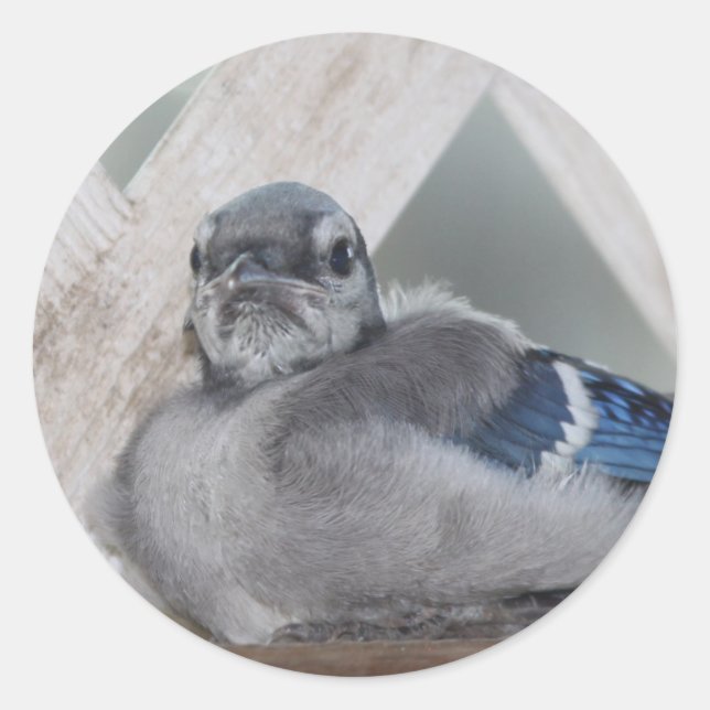 Stickers Baby Blue Jay (Devant)