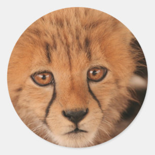 Stickers Baby Cheetah
