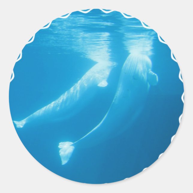 Stickers Baleines de Beluga (Devant)