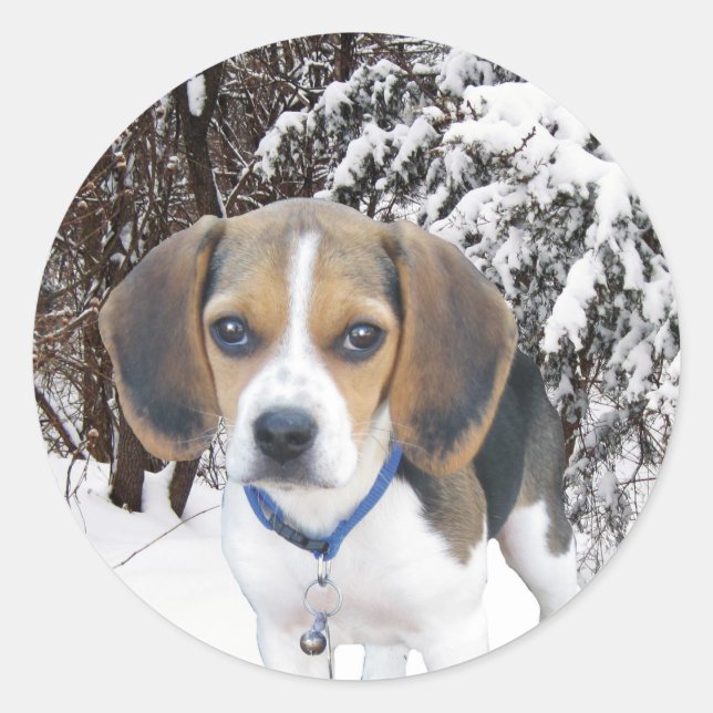 Stickers beagle Puppy Snowy Woods (Devant)