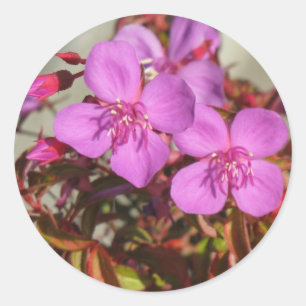 stickers Begonias