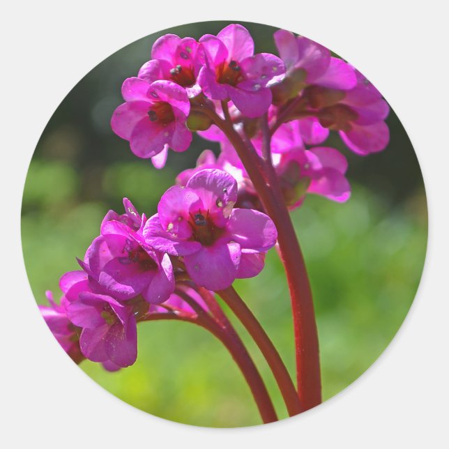 Stickers Bergenia Flower (Devant)