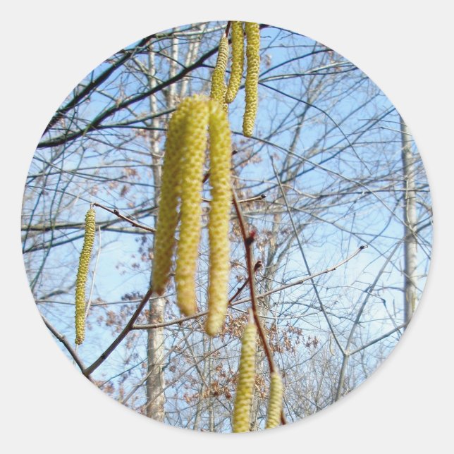 Stickers Birch Catkins (Devant)