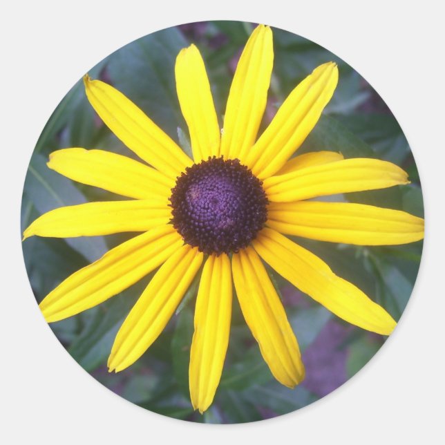 Stickers - Black Eyed Susan (Devant)