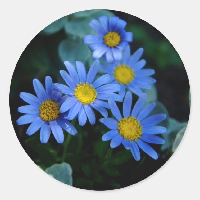 Stickers Blue Daisy (Devant)
