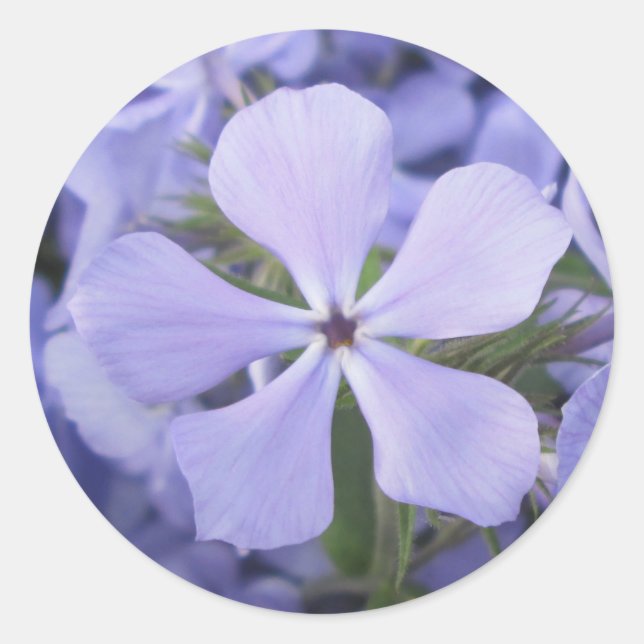 Stickers - Blue Phlox II (Devant)