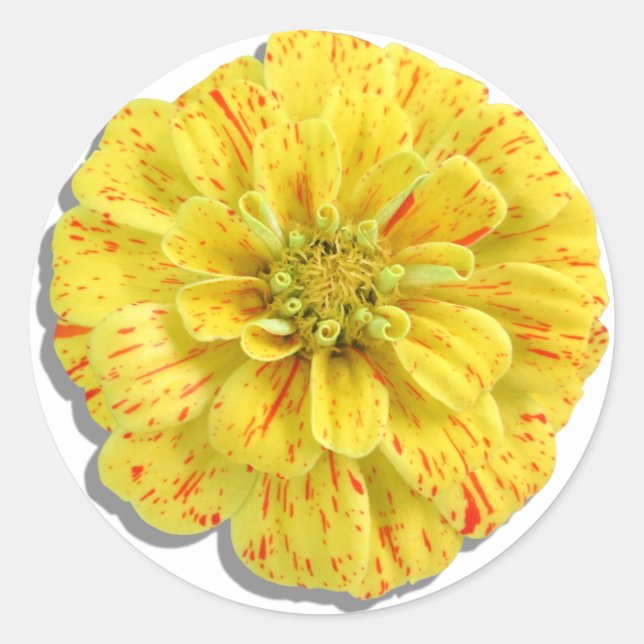 Stickers - Bonbons Stripe Zinnia (Devant)