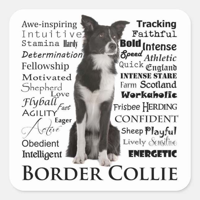 Stickers Bordure Collie Traits (Devant)