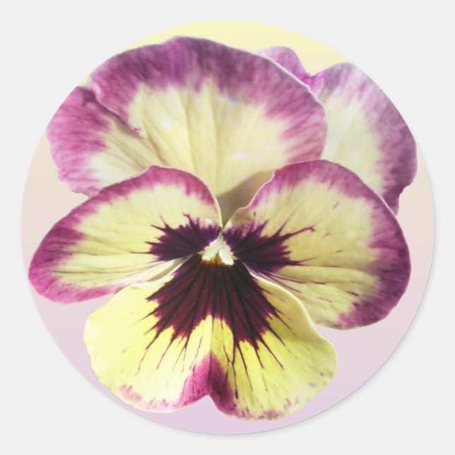 Stickers - Bourgogne Blotch Pansy (Devant)