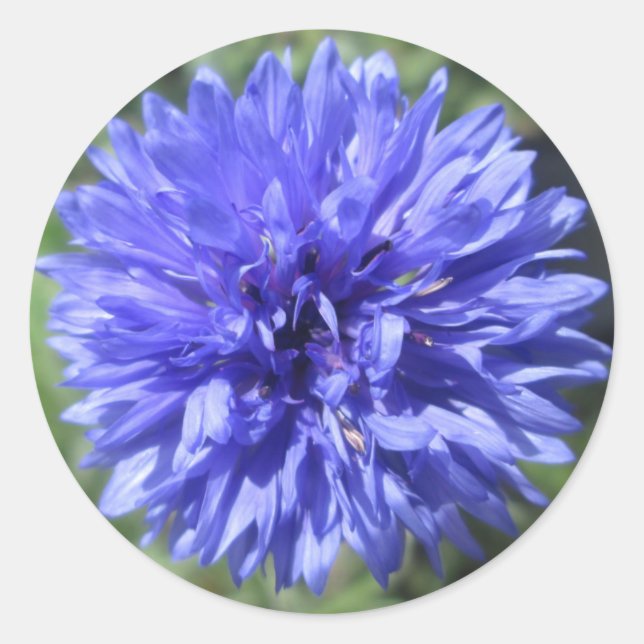 Stickers - Bouton bleu Cornflower Bachelor's (Devant)