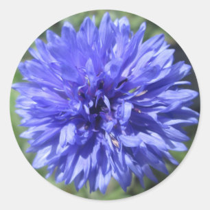 Stickers - Bouton bleu Cornflower Bachelor's