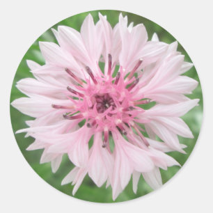 Stickers - Bouton de célibataire rose/rose