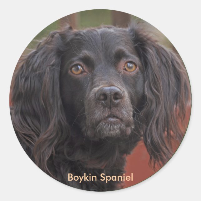 Stickers Boykin Spaniel (Devant)