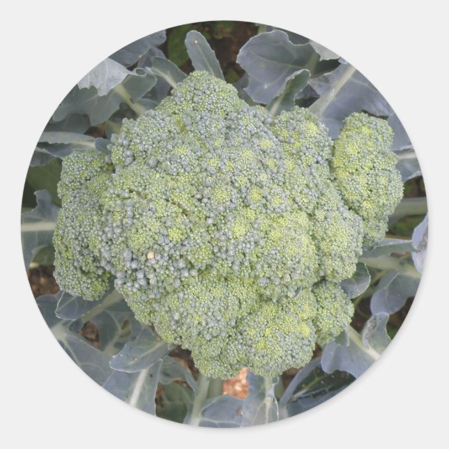 Stickers Broccoli (Devant)