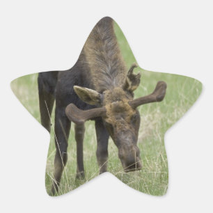 Stickers Bull Moose