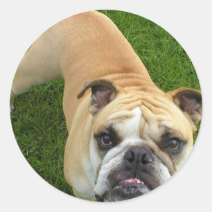 Stickers Bulldog américains