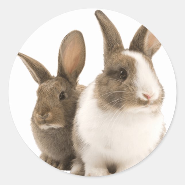 stickers Bunny (Devant)