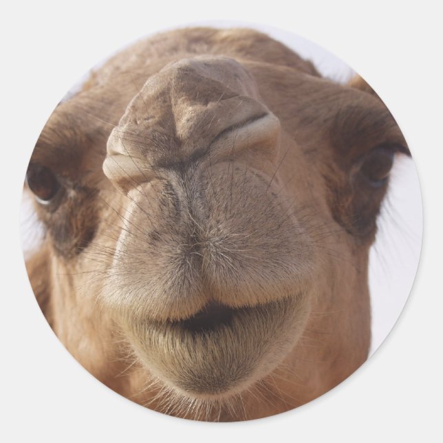 Stickers Camel (Devant)