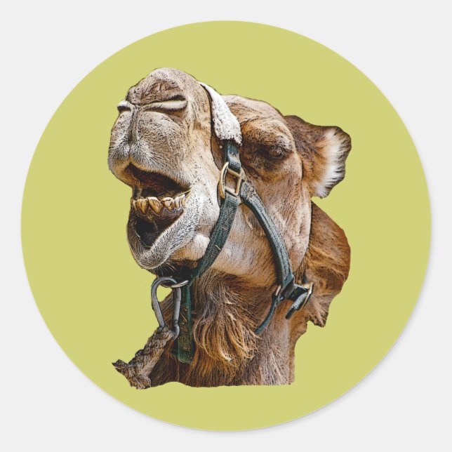 Stickers Camel (Devant)