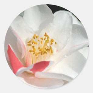 Stickers Camellia