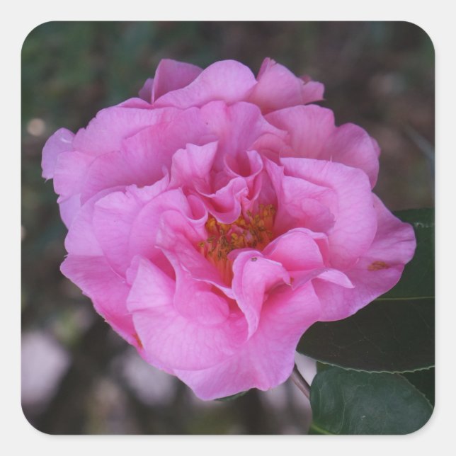 Stickers Camellia Rose (Devant)