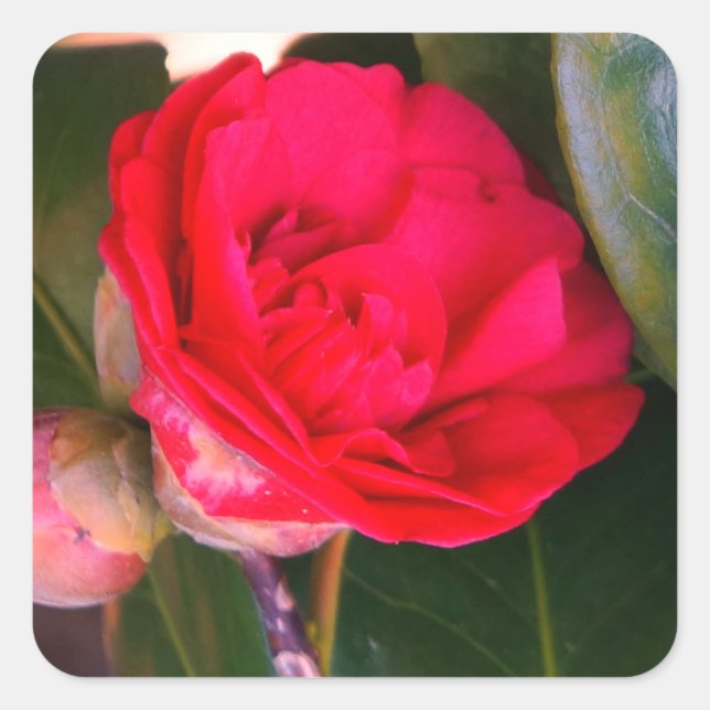Stickers Camellia Rouge (Devant)
