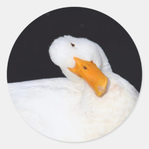 Stickers Canard blanc mignon