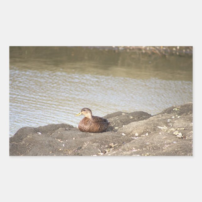 Stickers Canard Mallard (Devant)