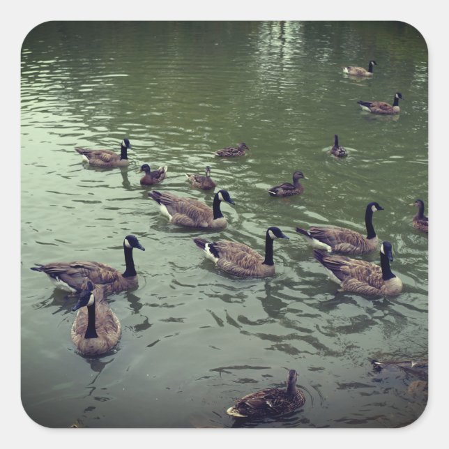 Stickers Canards Canards Canards Canards Canards E (Devant)