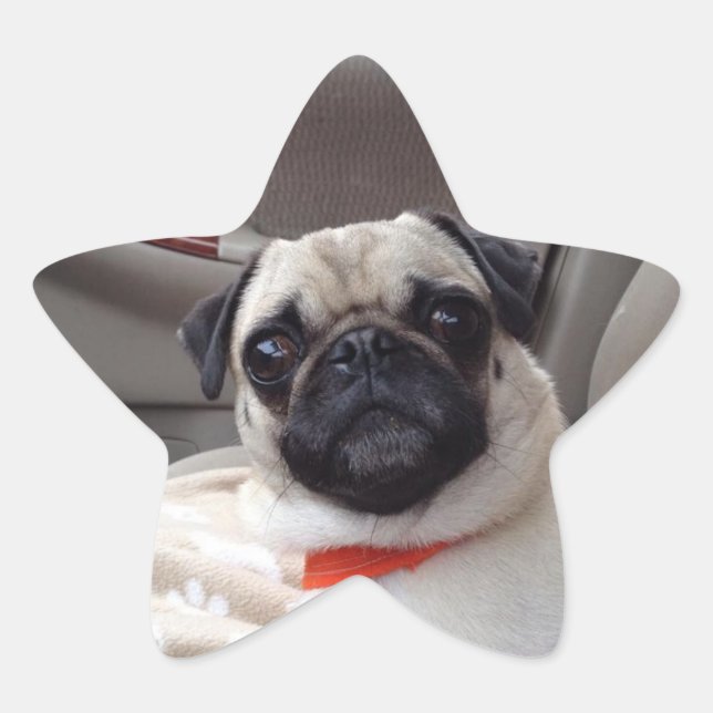 Stickers carlin (Devant)