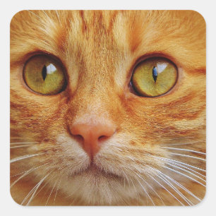 Stickers Carré Ginger Cat - Glossy