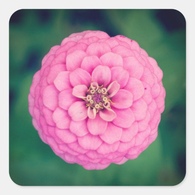 Stickers Carré rose Zinnia (Devant)